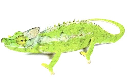 Buy Antimena Chameleon Online