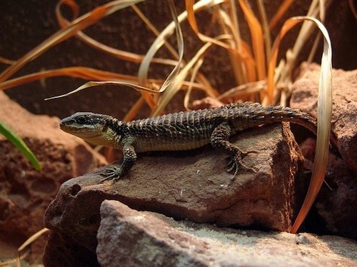 Buy Armadillo Lizard Online