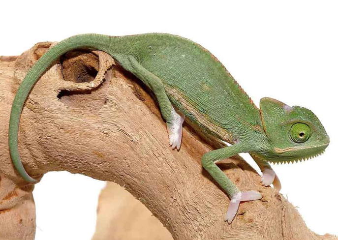 Translucent Veiled Chameleon (4-5 Inch) For Sale