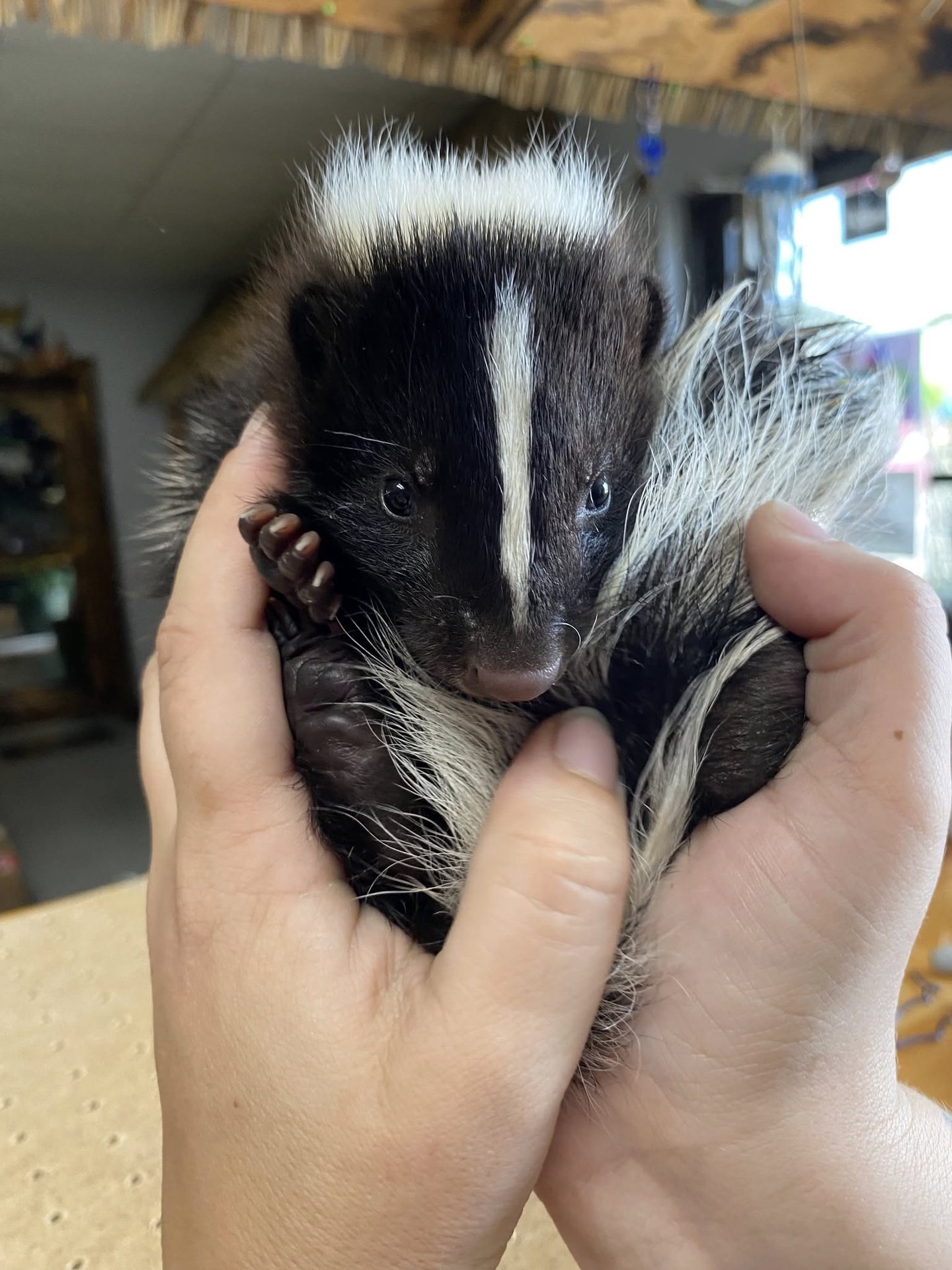 Buy Skunks Online