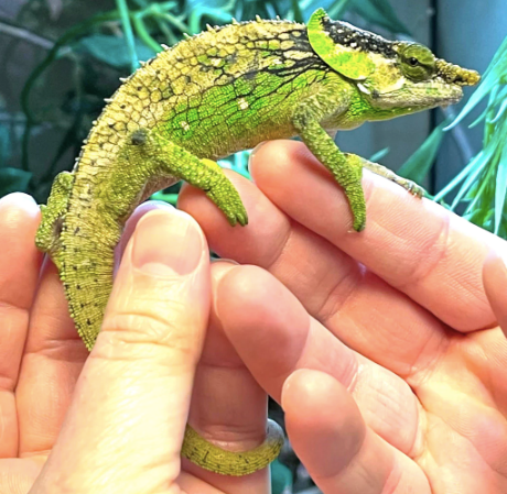 Elephant Ear Chameleon for Sale