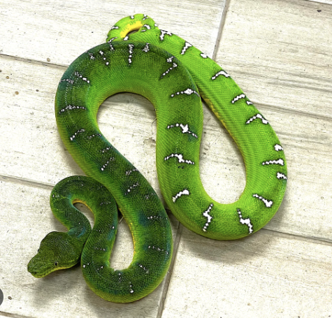 Emerald Tree Boa for Sale