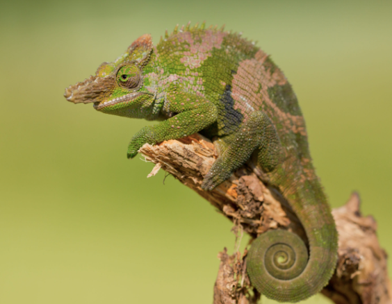 Giant Fischer’s Chameleon for Sale