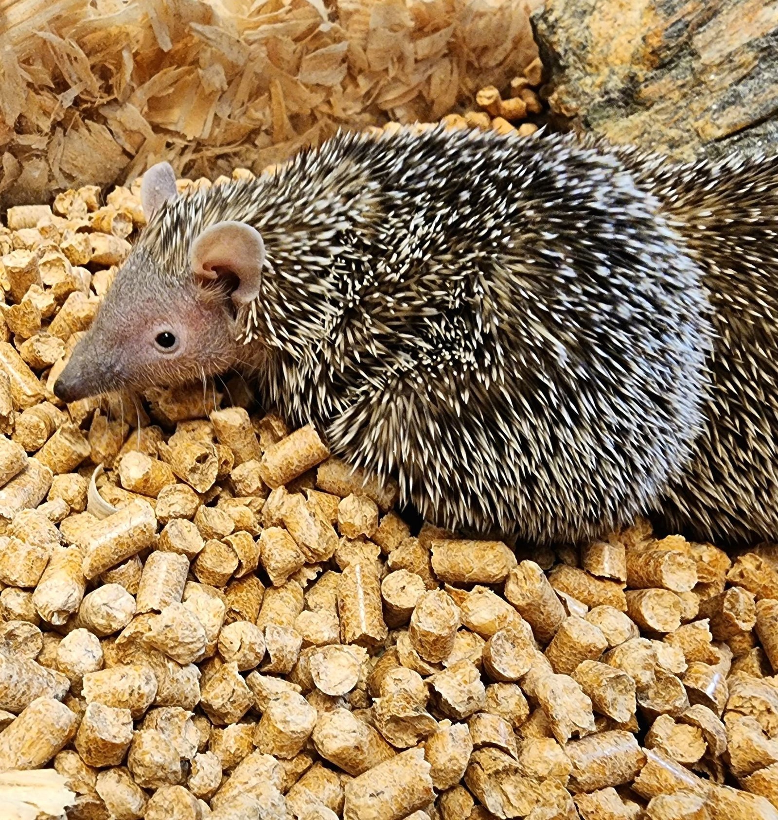 Buy Lesser Tenrecs Online