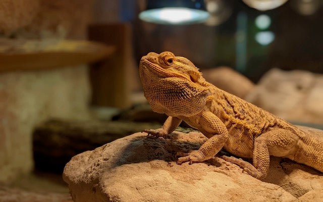 Bearded dragon near a basking lamp