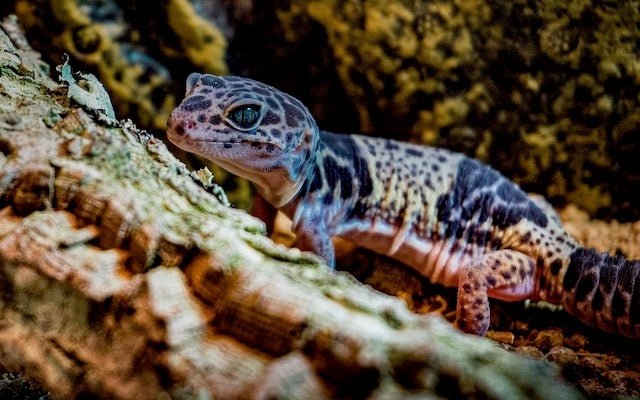 Leopard gecko with black spots on a log