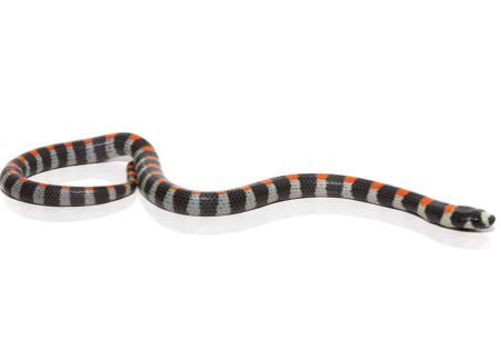 Black Banded Snake for Sale