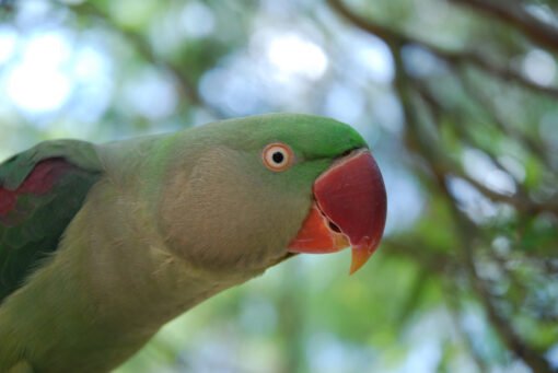 Buy Alexandrine Parakeet Online