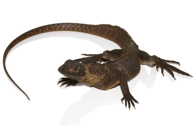 Giant Sailfin Dragon For Sale