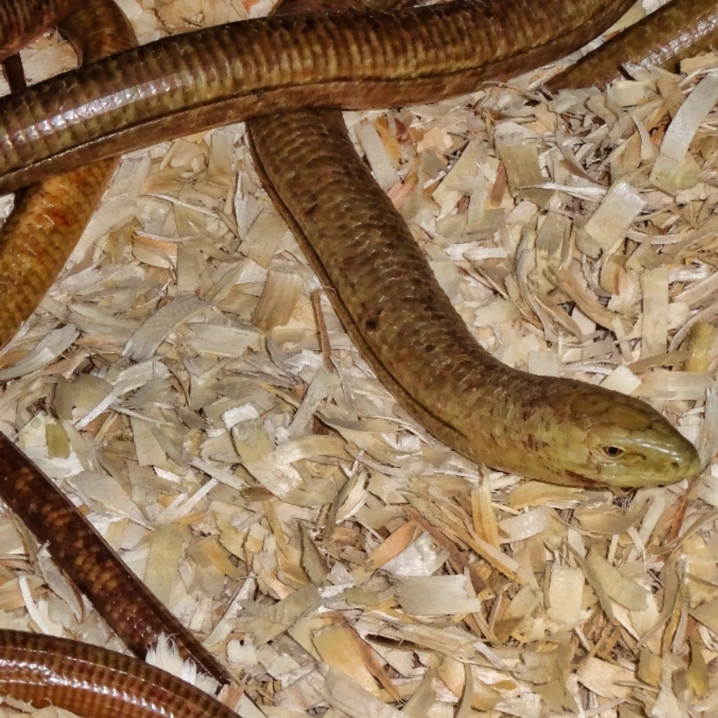 European Giant Legless Lizards For Sale