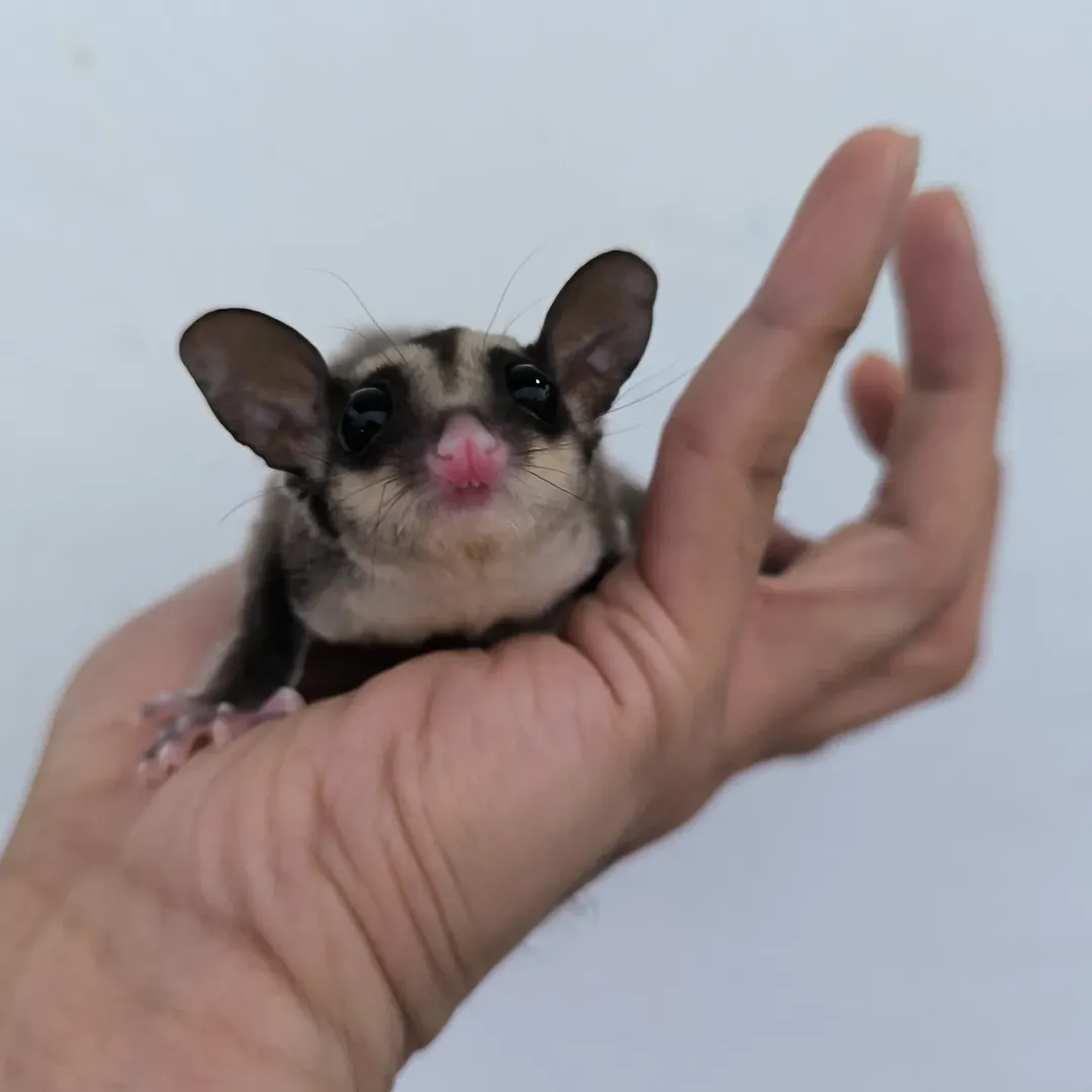 Cot Male Sugar Glider