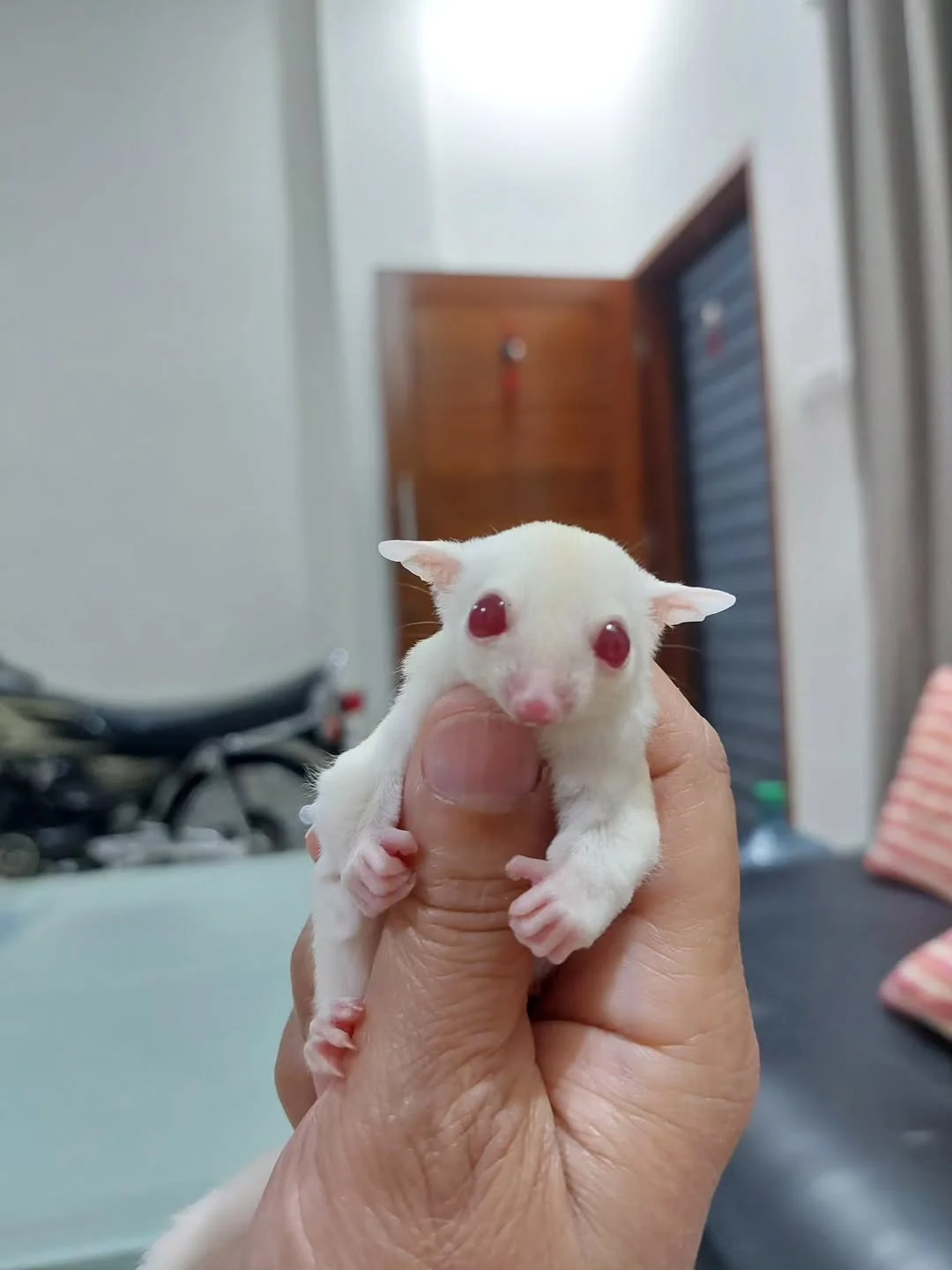 Kia Sugar Glider
