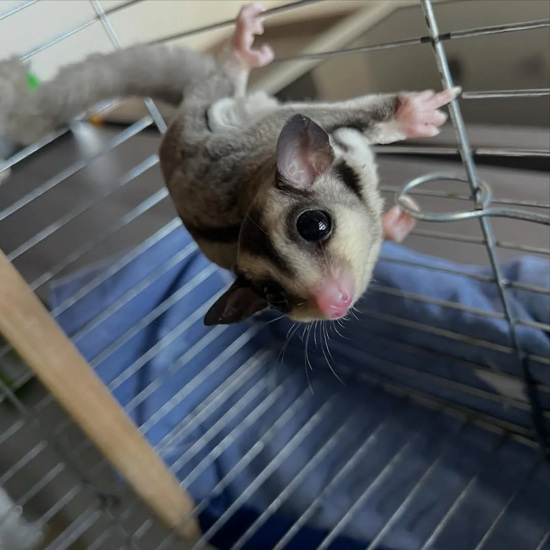 Peace sugar gliders