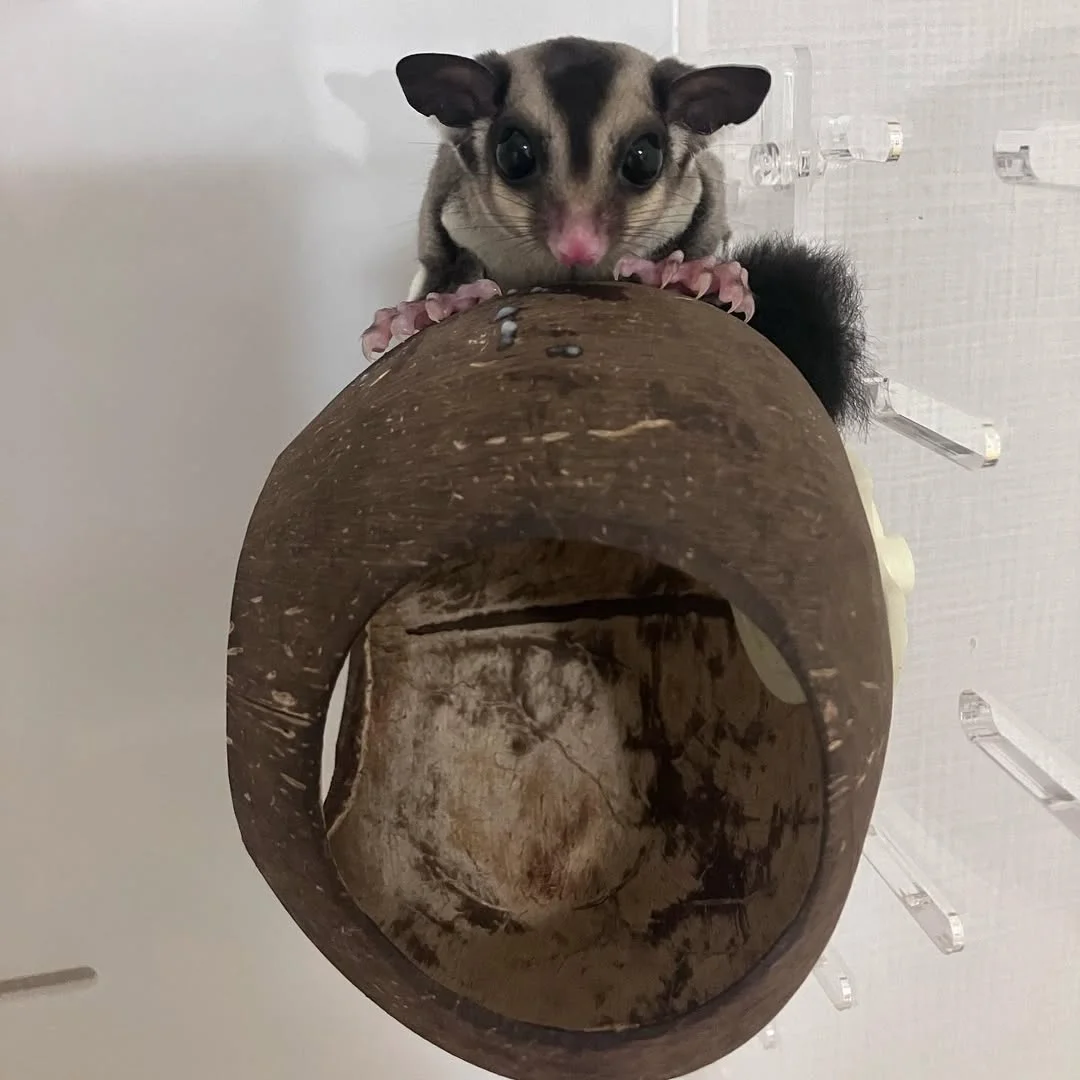 Scatch sugar gliders