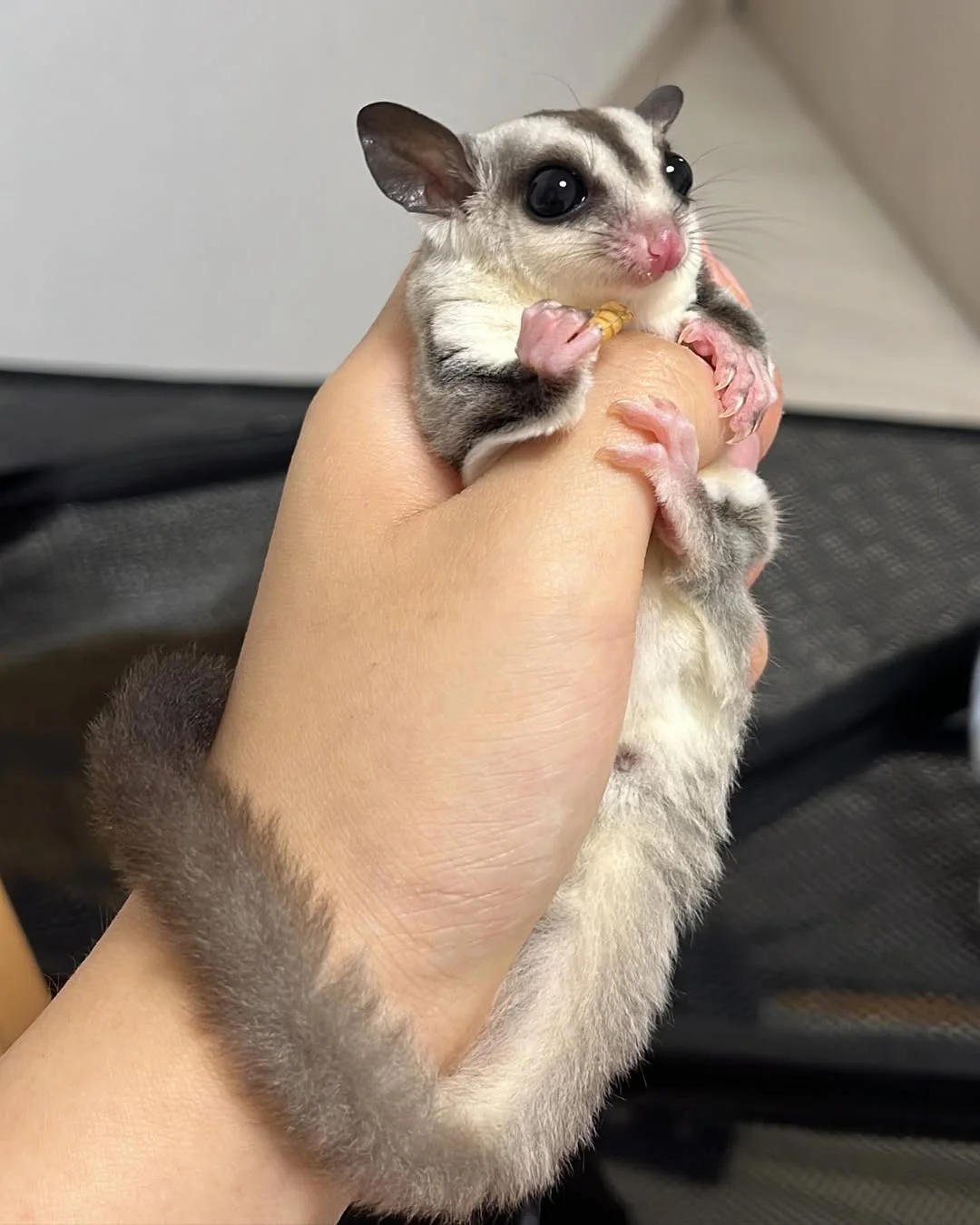 Stitch sugar gliders